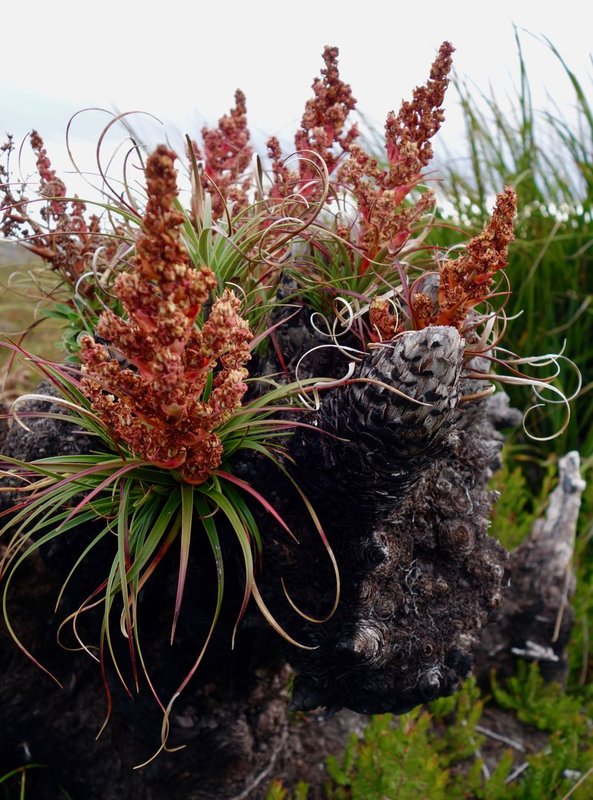 Red flower stump.jpg