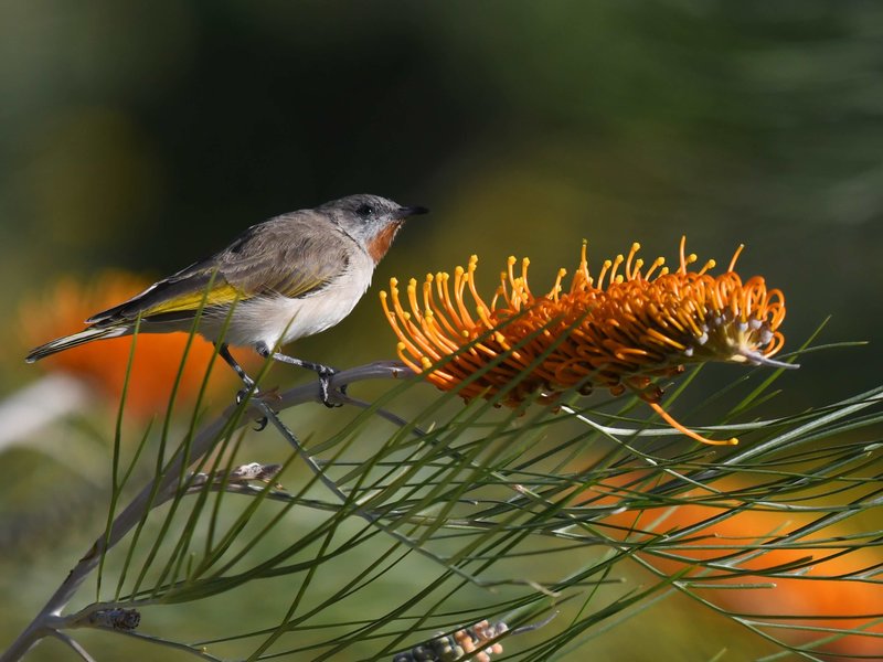 82 rufous throated honey eater_055.JPG