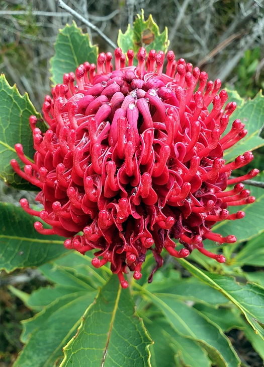 waratah1.jpg