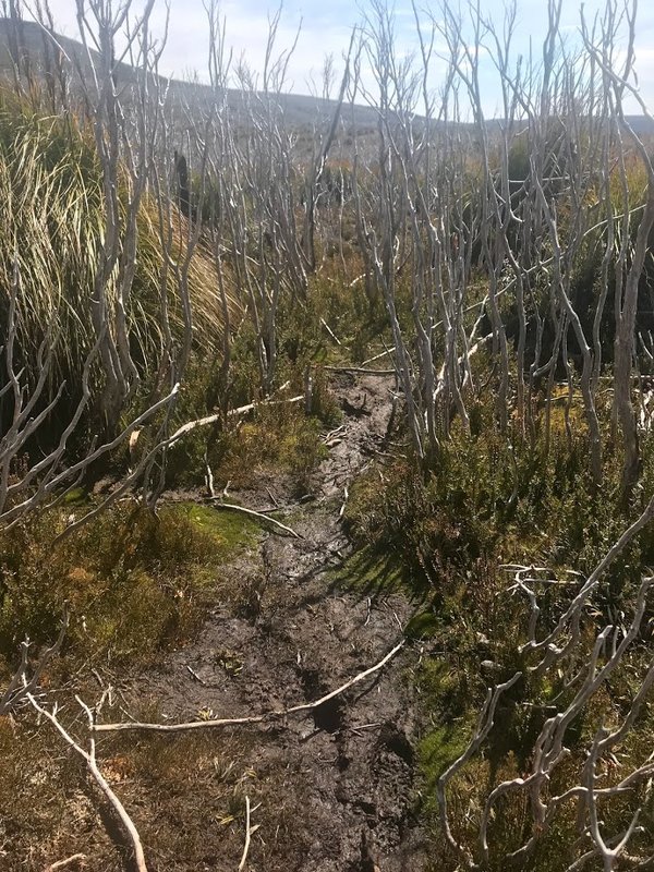 Moonlight Ridge Track - lesser bog.jpg