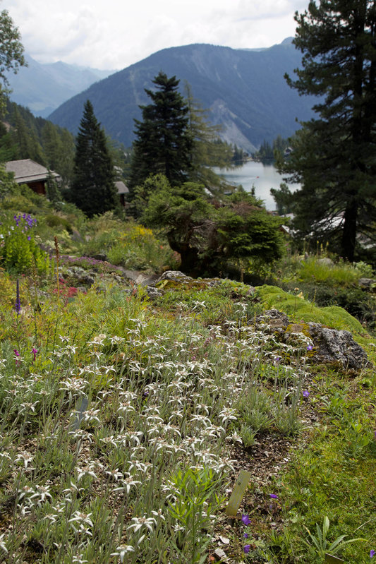 Edelweiss in Flore-Alpe.jpg