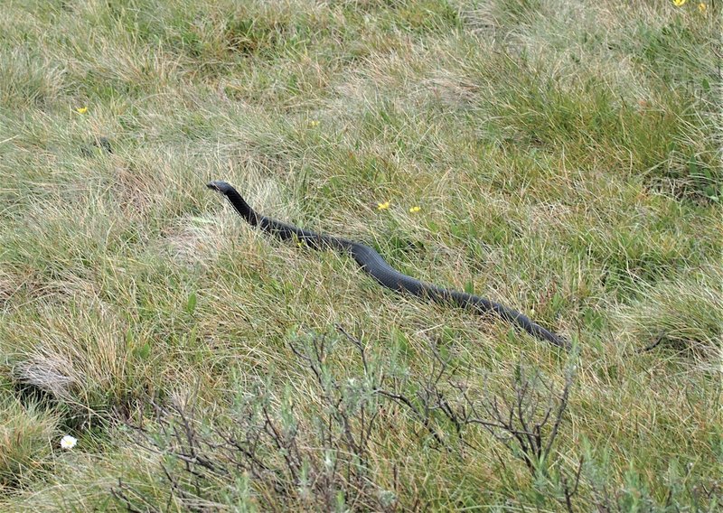 Highland Copperhead near Teddys Hut KNP.JPG