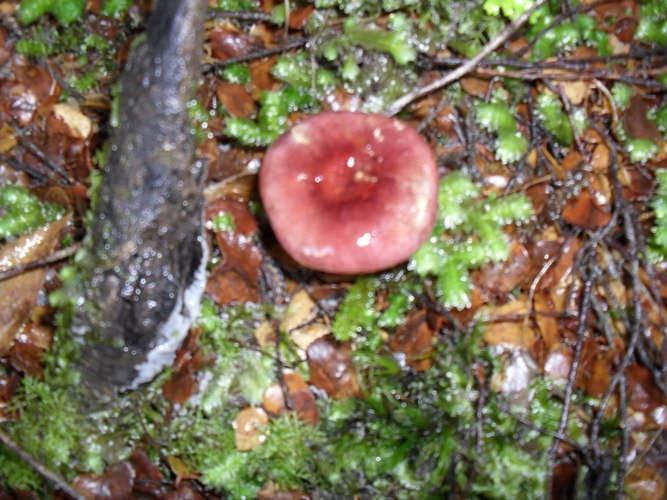 red fungi with the diffrent colours around it.JPG