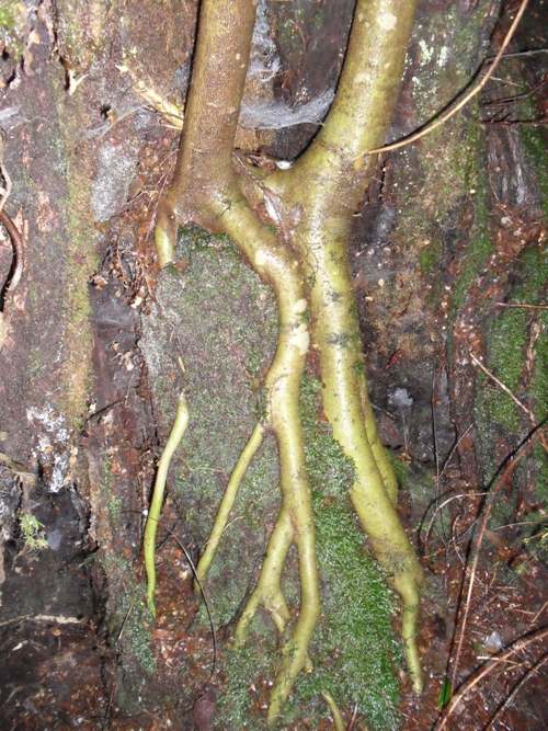 tree roots.JPG