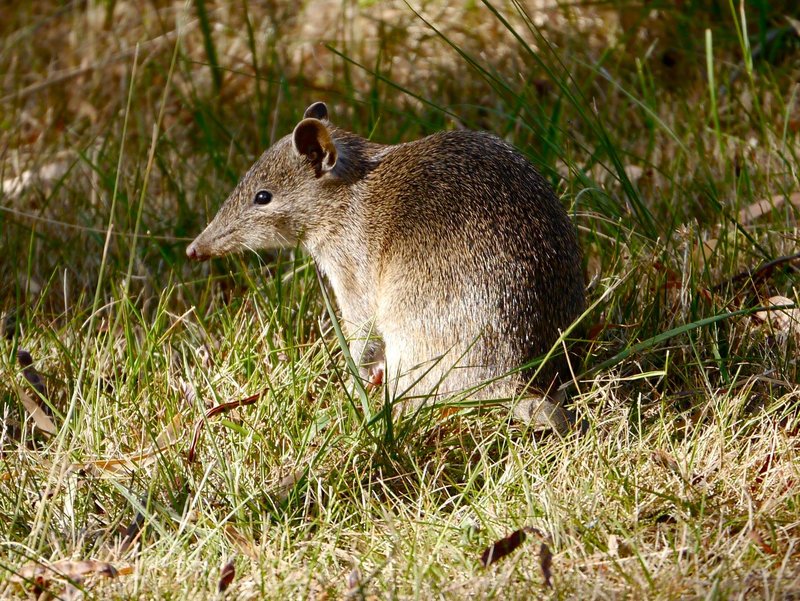 Southern Brown Bandicoot.jpg