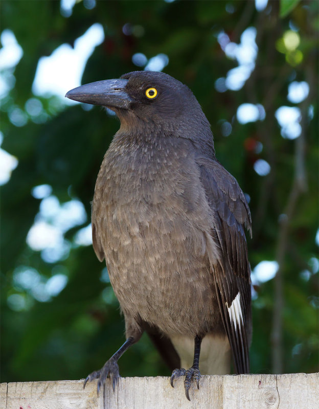 Pied-Currawong-161020-sharp.jpg