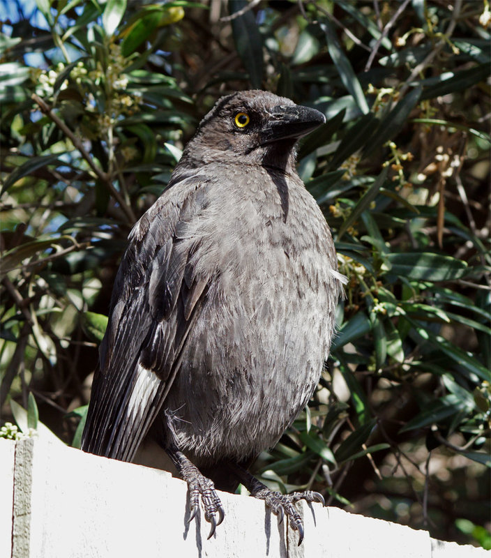 Pied-Currawong-s.jpg