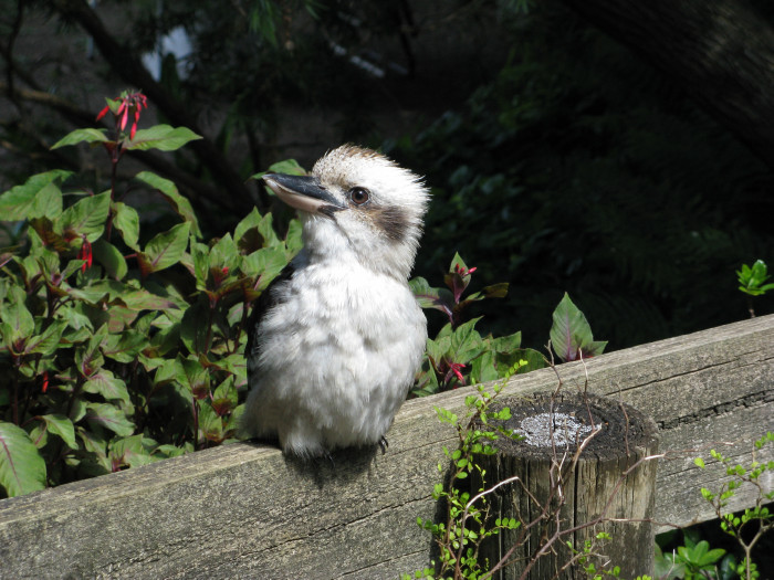 Backyard Kooka.jpg