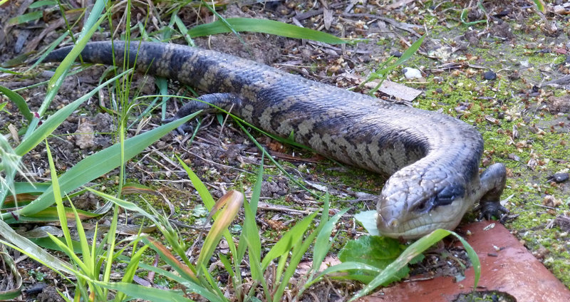 Blue Tongue sm.jpg