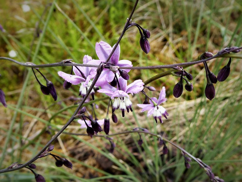 Arthropodium milleflorum Namadgi NP.JPG