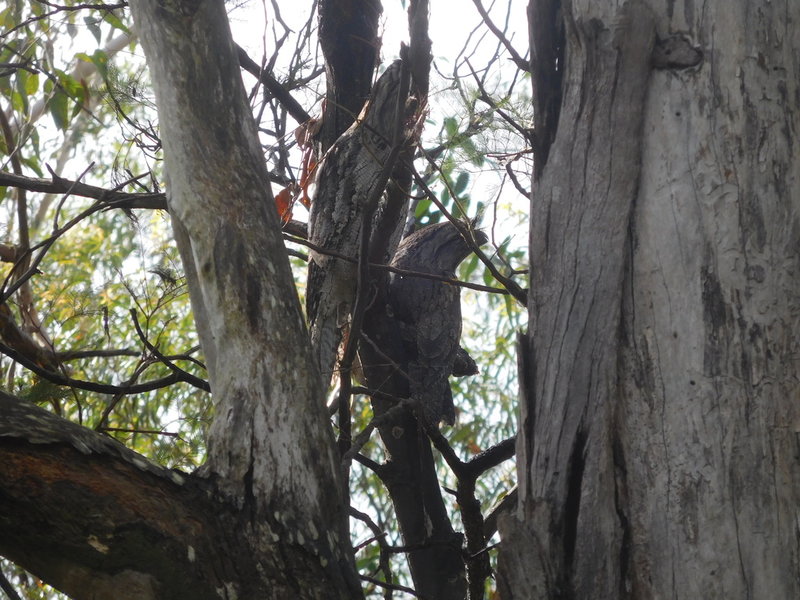 tawnyfrogmouth.resized.JPG