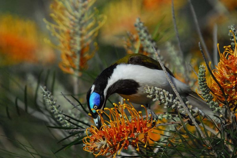 Trevor's place - Blue faced honeyeater (5).jpg