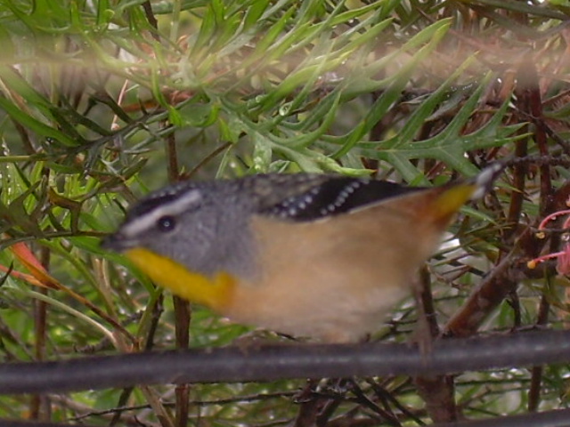 Spotted Pardalote .jpg