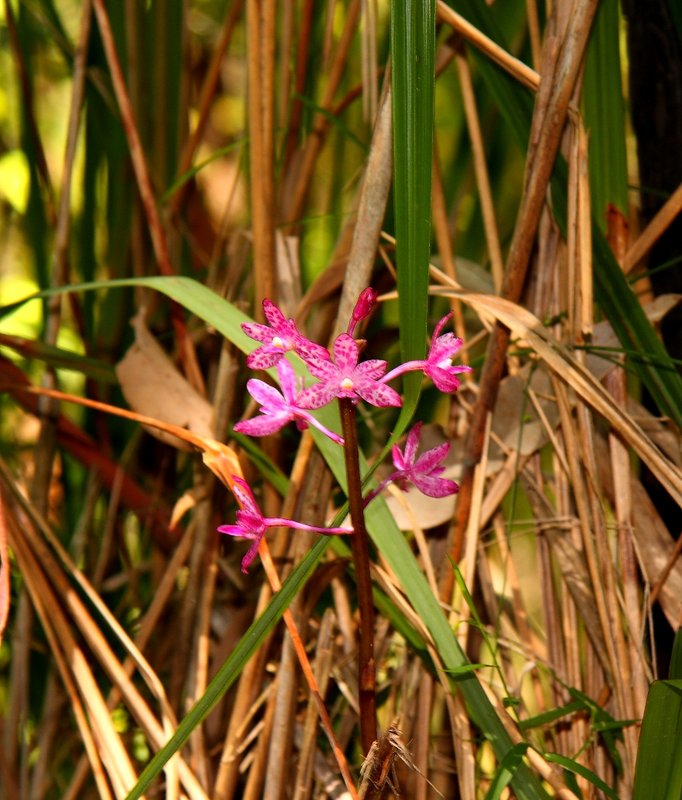 040 Pretty orchid.JPG