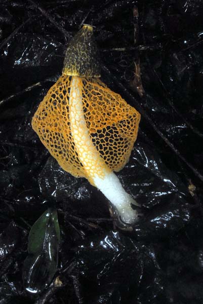 Watagans - Gap Creek Falls - Bridal Veil stinkhorn - Phallus indusiatus (2).jpg