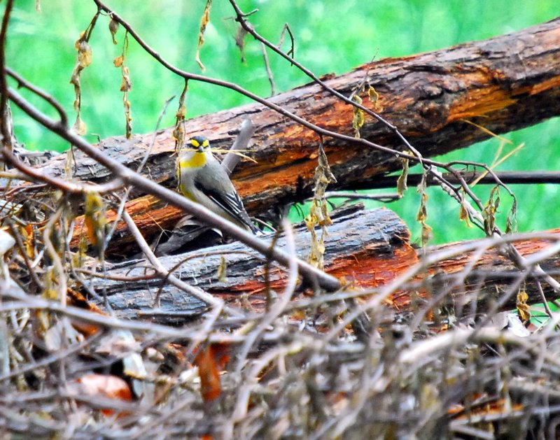 Uralla - Striated pardalote (4).jpg