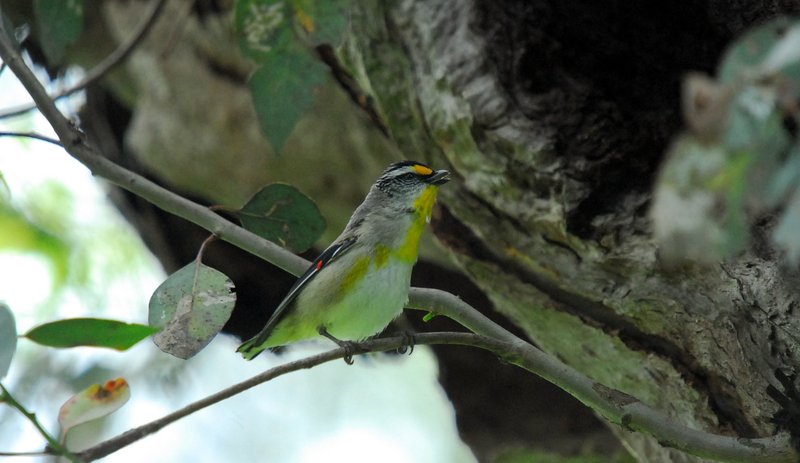 Uralla - Striated pardalote (8).jpg