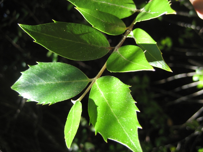 sassafras_leaves_small.JPG