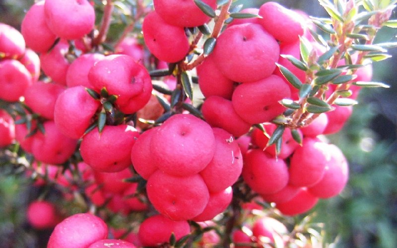 cranberry.JPG