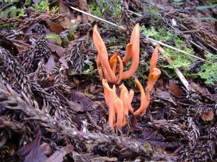Orange fungi.jpg