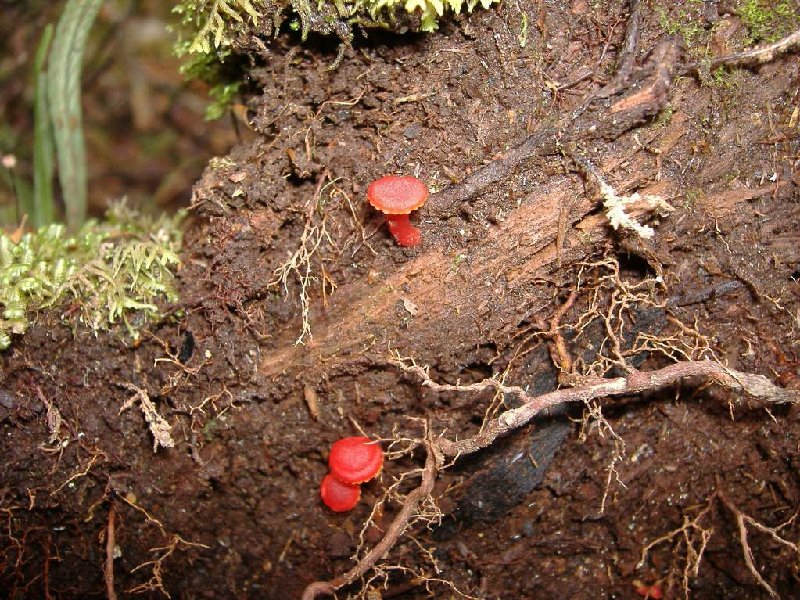 Red fungi.jpg