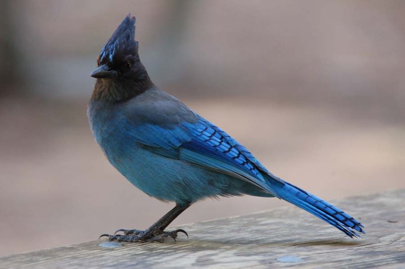 Steller's Jay sp.jpg