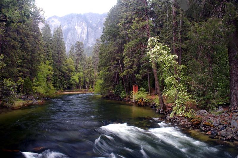 USA - Yosemite - Pohono Bridge with Pacific Dogwood flowers (2).jpg