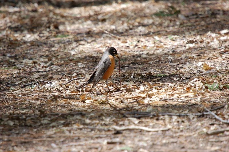 American robin, must be an early bird sp.jpg