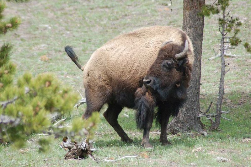 USA - Yellowstone bison doing a poo.jpg