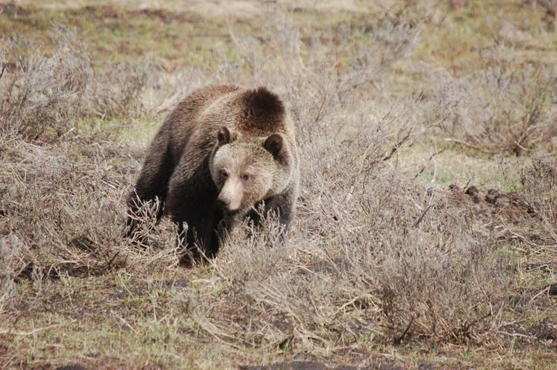 USA - Yellowstone grizzly bear.jpg