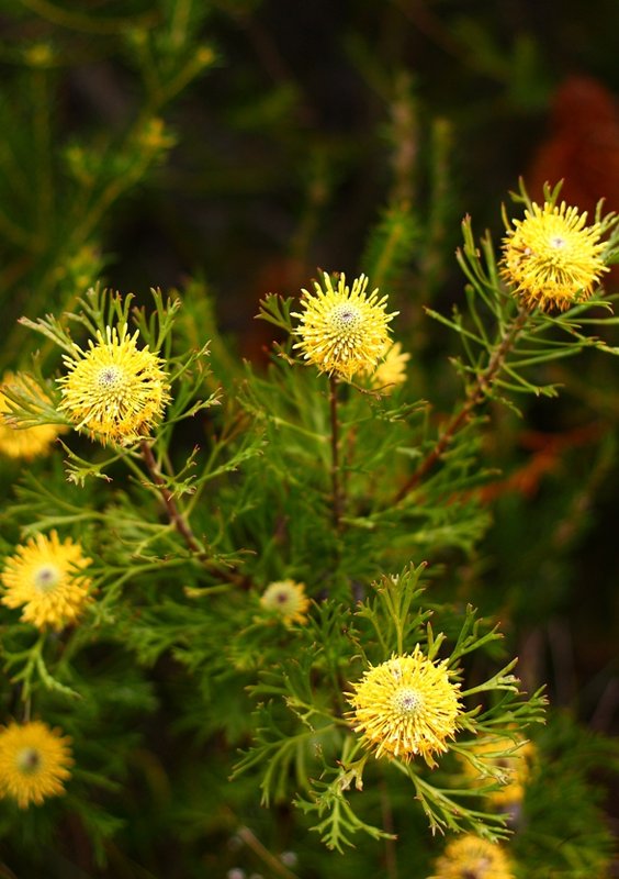 014 Isopogon anemonifolius.JPG