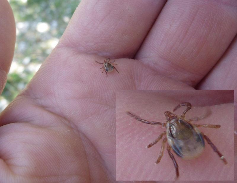 Paralysis tick - Ixodes holocyclus.jpg
