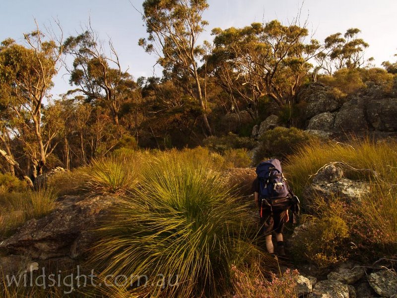 w-grass trees.jpg