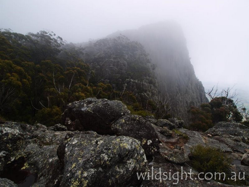 w-fog.jpg