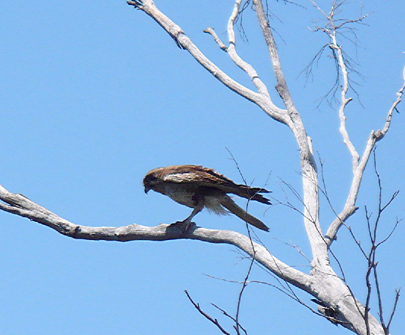 Peregrine Falcon.JPG