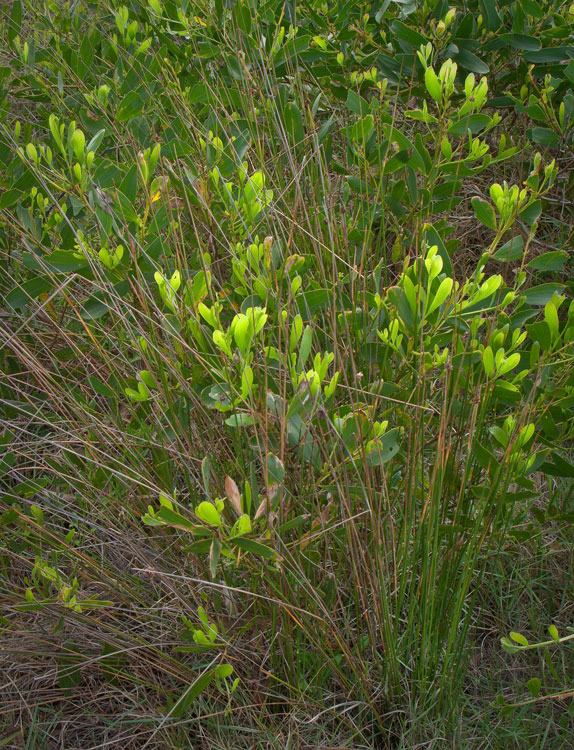 coastal-shrub.jpg