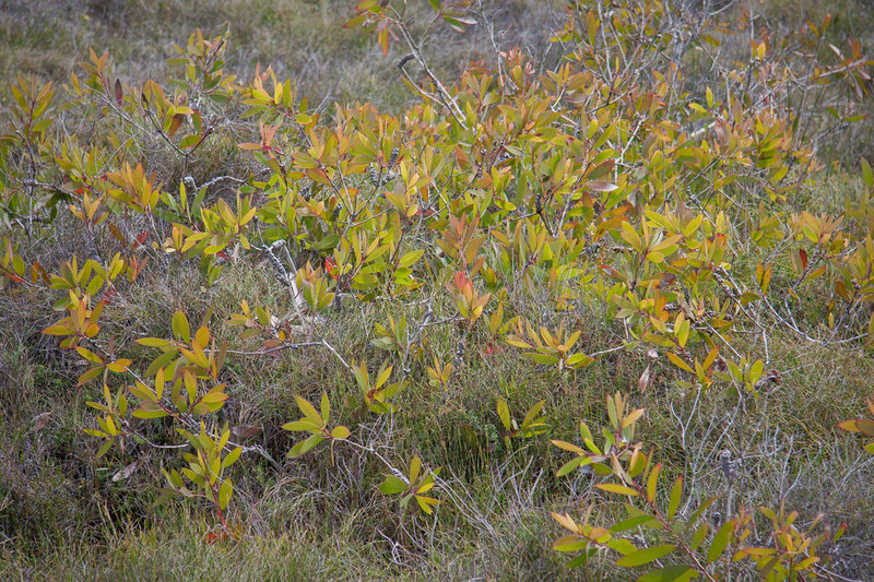 coastal-grass-&-shrub.jpg