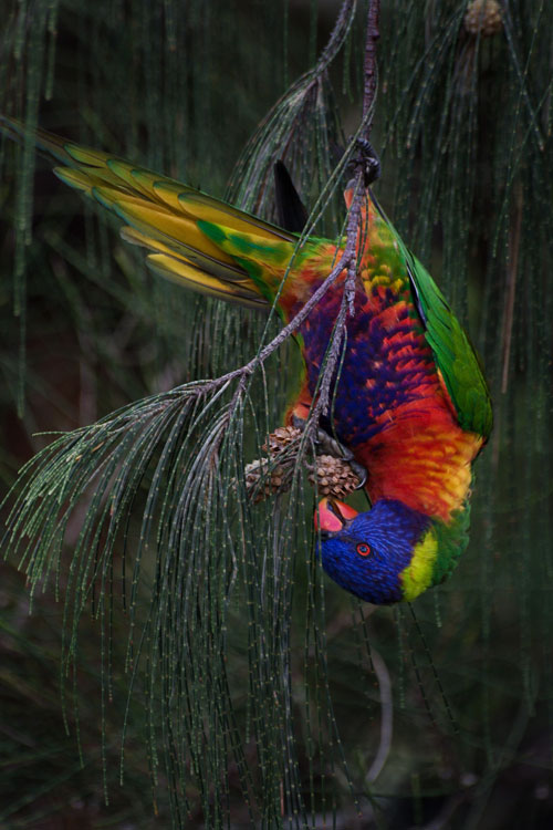 rainbow-lorikeet.jpg