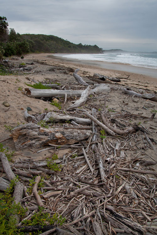 driftwood.jpg