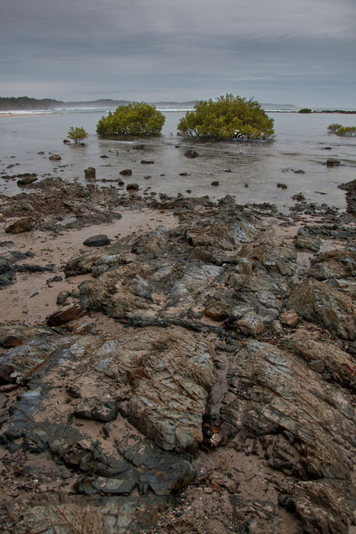 mangroves-at-low-tide.jpg