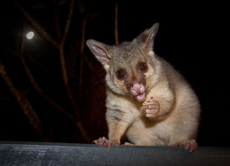 cheeky-juvenile-possum.jpg