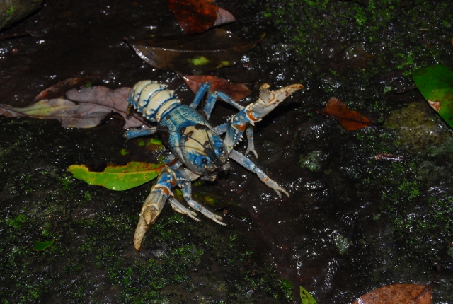 Euastacus sulcatus  - Lamington spiny crayfish (1) (640x430).jpg
