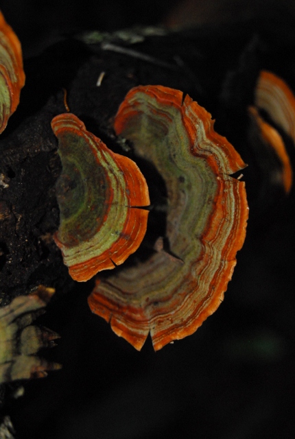 Lamington - Rainbow fungi (7) (430x640).jpg