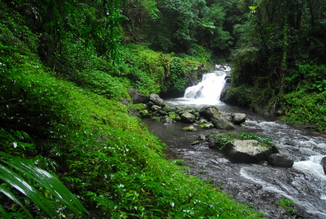 Lamington Goondaree Falls (1) (640x430).jpg
