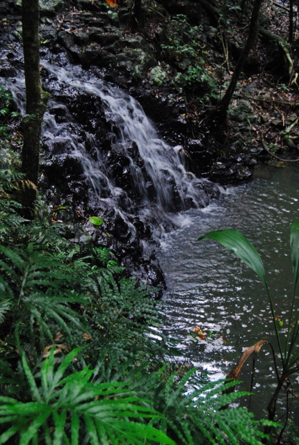 Lamington - Darraboola Falls (7) (430x640).jpg