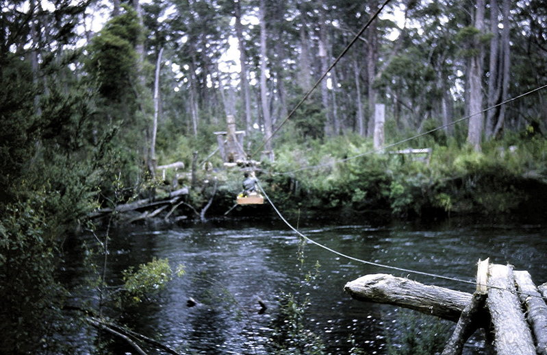 Gordon River flying fox.jpg