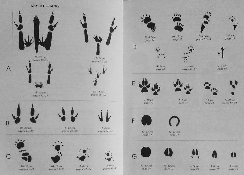 Aust.-mammal-tracks.jpg