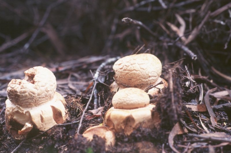 Magic_mushrooms2.jpg