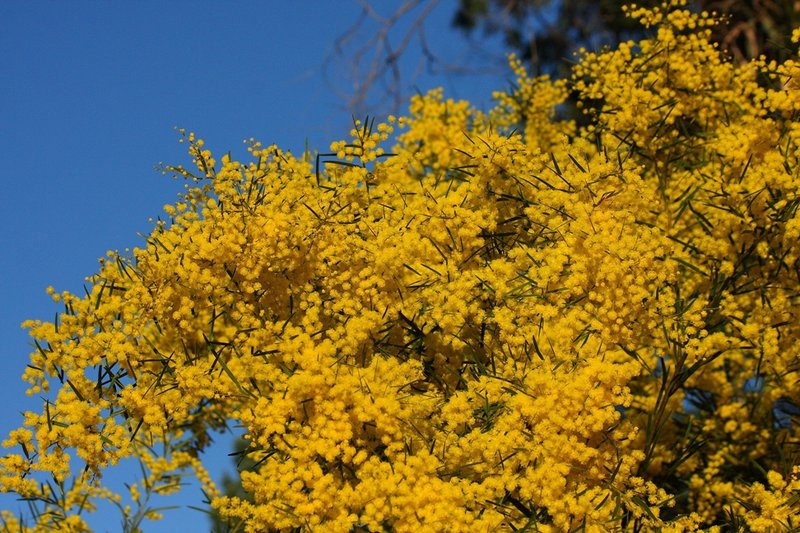 003 Acacia sp.JPG