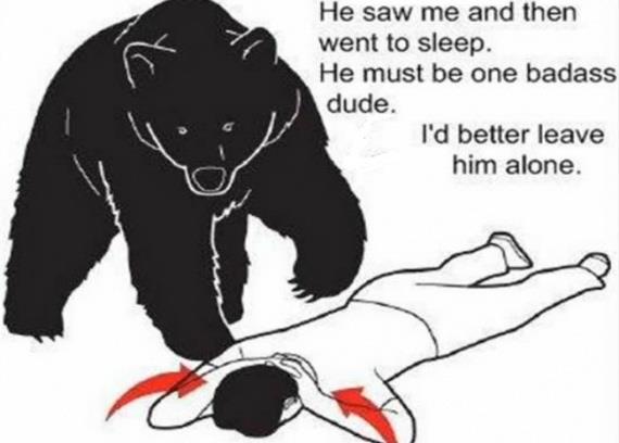 bear.jpg